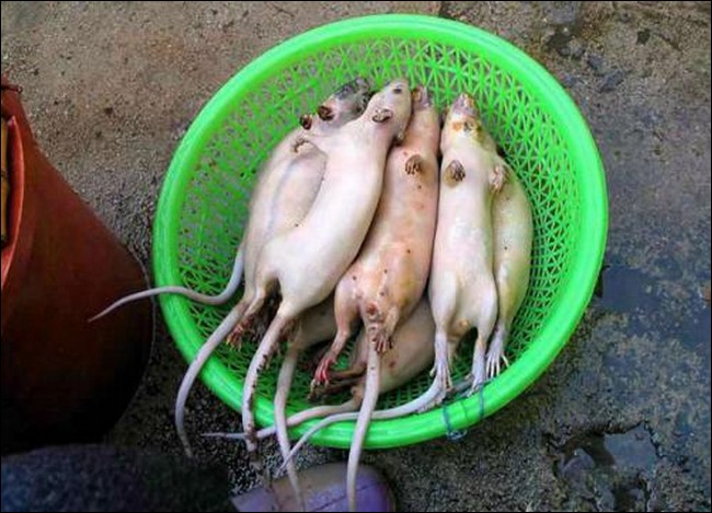 Asian people eat rats 2 ratcook04