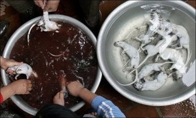 Asian people eat rats 3 ratcook02