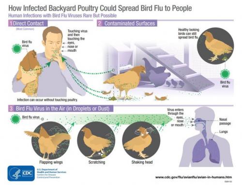 ‘DISEASE X’: New Strain Of Bird Flu Kills 40% Of Those Who Contract, 100s Dead In China 2
