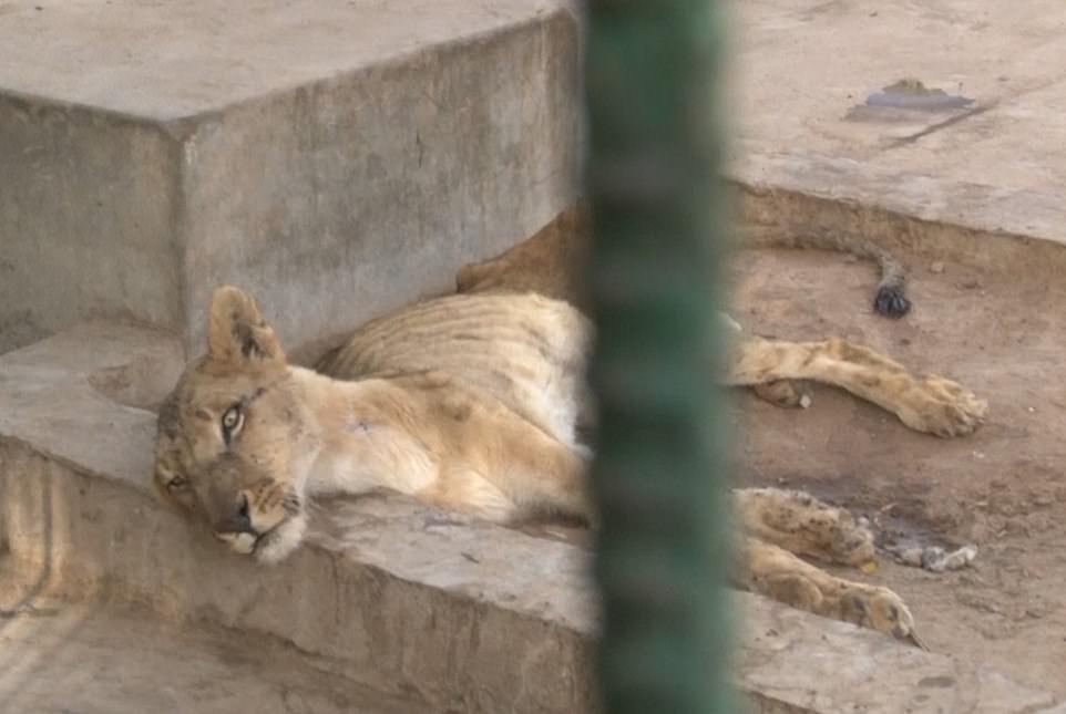 Sudan Zoo savagely starves its Lions to death, shocking images, proceed with caution 1 23722196 7915969 image m 58 1579696800740