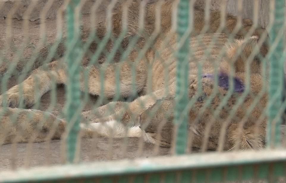 Sudan Zoo savagely starves its Lions to death, shocking images, proceed with caution 2 23722206 7915969 image m 56 1579696780224