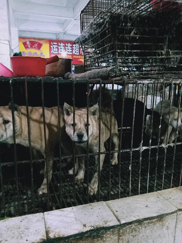 Chinese markets are BACK Selling BATS, Snakes and Slaughtering Dogs, Cats on Blood-Soaked Floors 4 26533776 0 image a 19 1585430893265