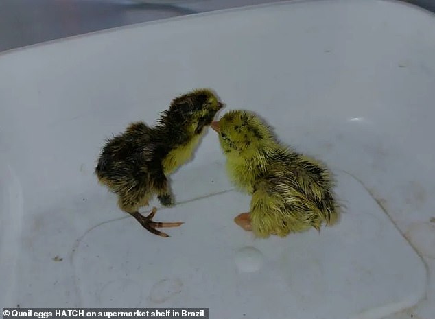 Cute comedy: Quail Eggs Hatch in Brazilian Supermarket 2 63557177 11323915 image a 3 1666020314867