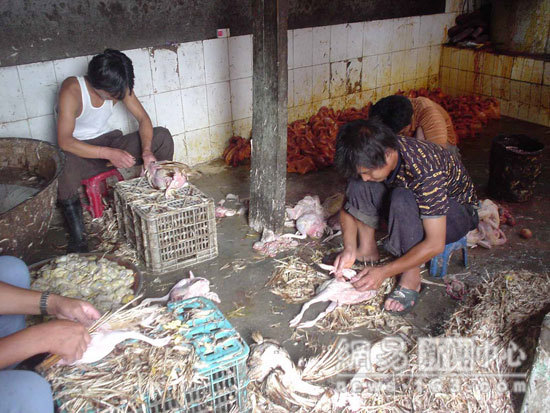 Chinese Export Dead Chicken - Photo Gallery 11 image10101