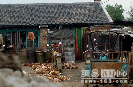 Chinese Export Dead Chicken - Photo Gallery 6 image551