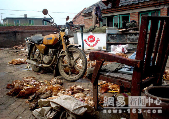 Chinese Export Dead Chicken - Photo Gallery 7 image662