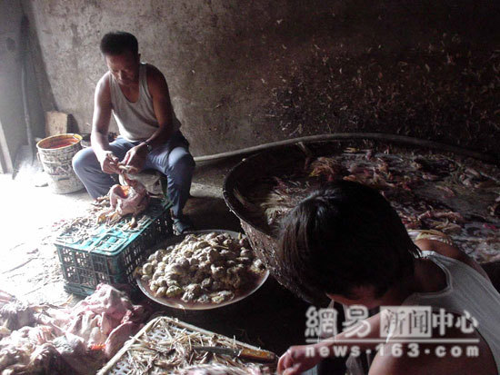 Chinese Export Dead Chicken - Photo Gallery 9 image881