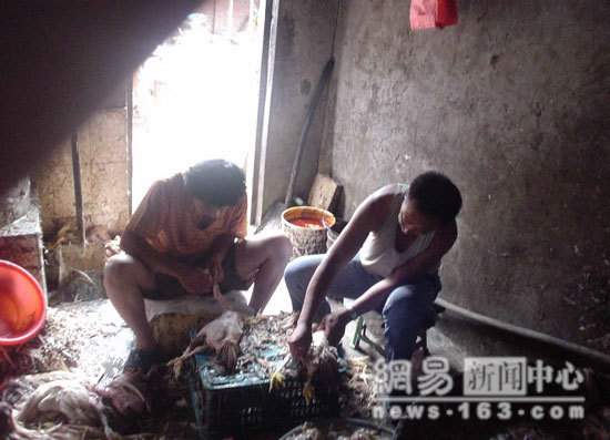 Chinese Export Dead Chicken - Photo Gallery 10 image992