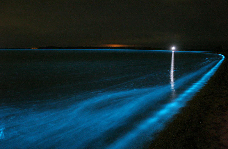 Luminous Blue Waves spotted at Night in California 1 bioluminescence