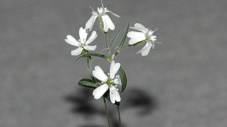 Russian Scientists revive Ice Age flower 1 hi ice age flower 6col