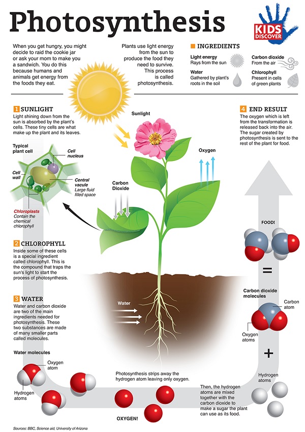 NASA says CO2 is Greening the Earth, its actually the Ecologists who destroy the Planet 2 photosynthesis 600
