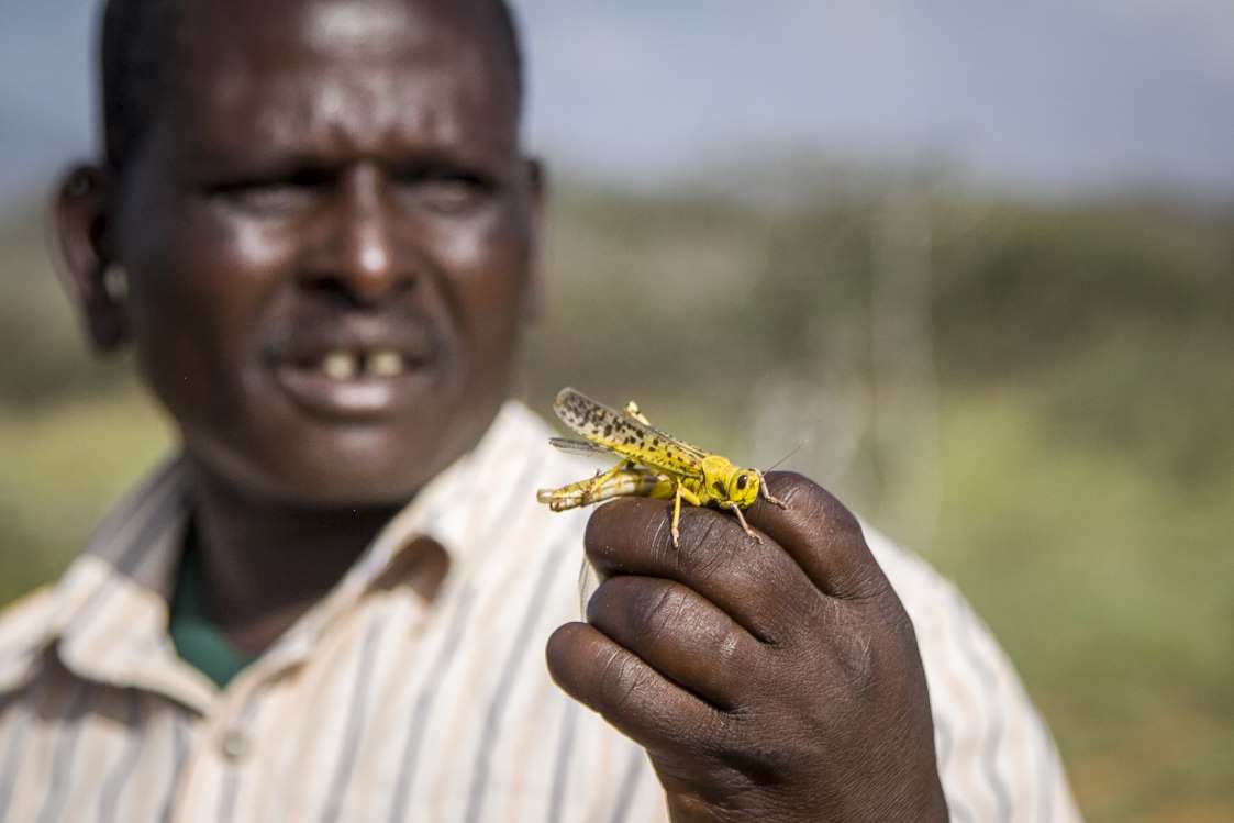 East Africans complain over 'worst locust invasion in 25 years', why won't they Eat them? 2 east africa locust invasion 2020 2