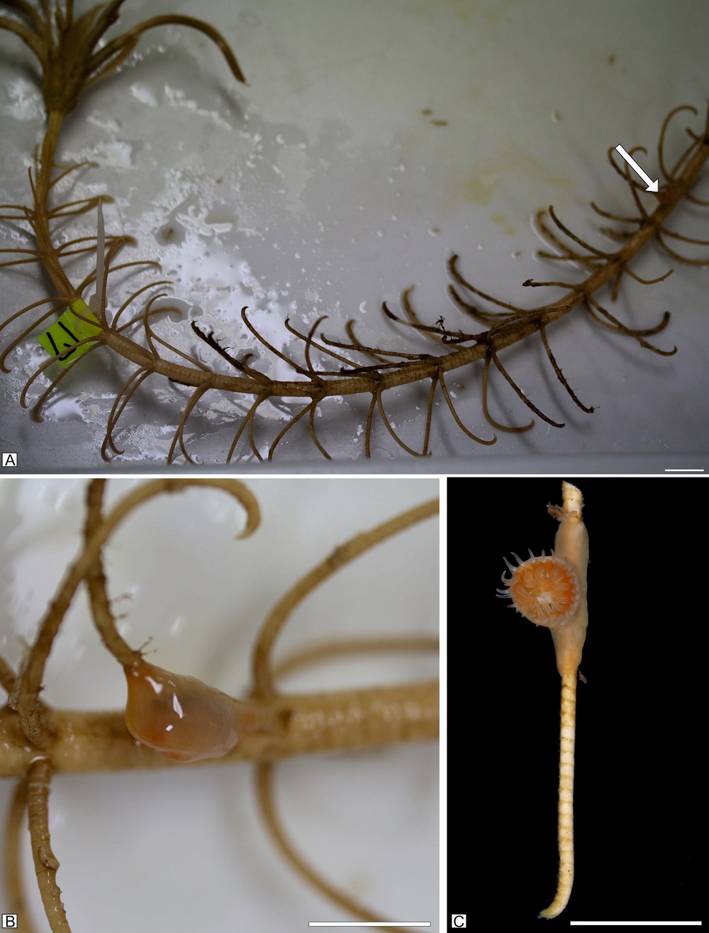 Scientists discover 'living fossil' thought to have been extinct for 273mn years on ocean floor near Japan 2 lilowce korolawce