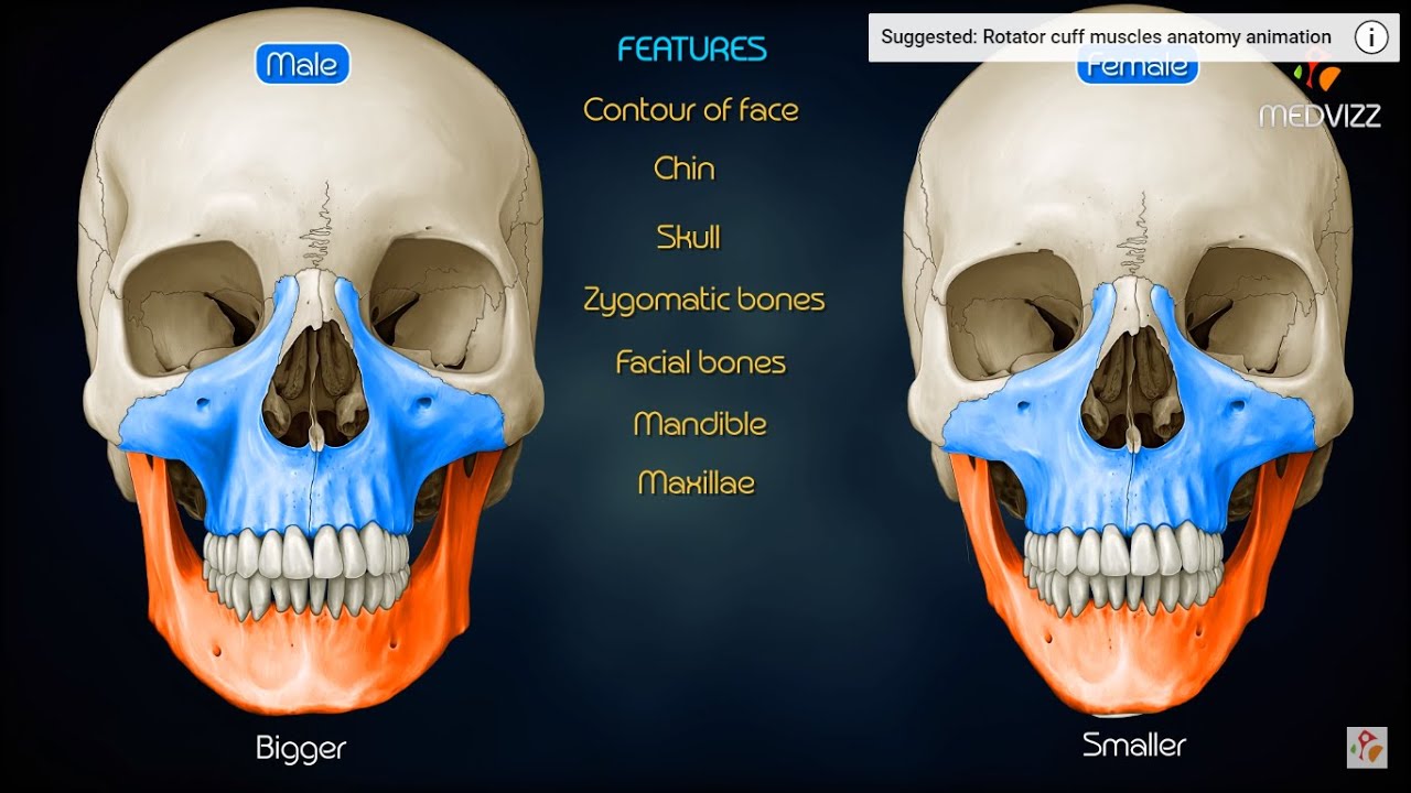 Former Muscular Wrestling Star Comes Out as Transgender 'Woman' Despite Biology Proving Otherwise 9 male female skull