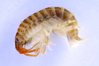UK invaded by killer shrimps, zebra mussels & giant Asian hornets 2 killershrimp