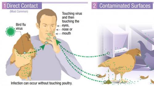 ‘DISEASE X’: New Strain Of Bird Flu Kills 40% Of Those Who Contract, 100s Dead In China 3 vbb80ufj o