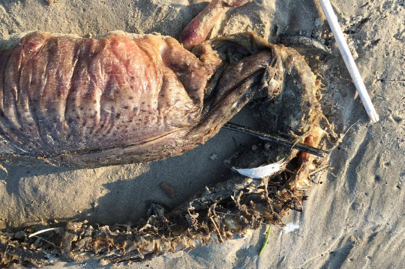 Hurricane Harvey washes ashore Deepwater Monster in Texas 2 KYCsmJt