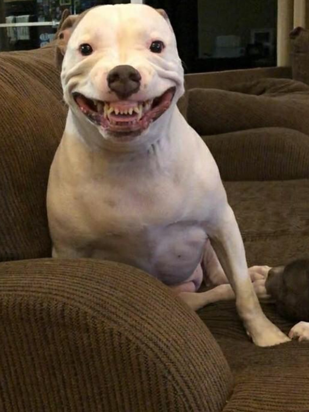 Woman Dismembered Alive by her own Demon Pitbull Dog while She was trying to Save her Child 4 Qfmz4U2