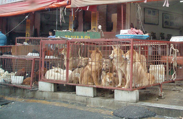 Animal rights advocate says: “Korea Should Stop Eating Man’s Best Friends” 1 3165 20060325160127