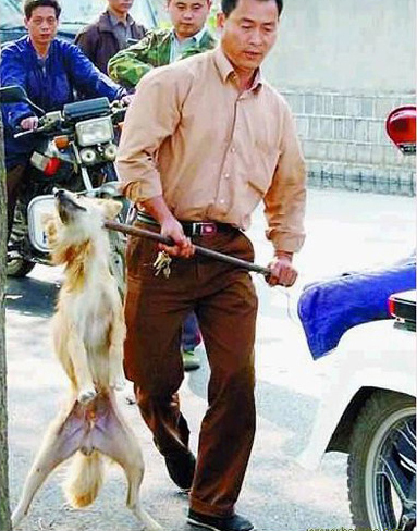 Animal rights advocate says: “Korea Should Stop Eating Man’s Best Friends” 4 3165 20060325161252