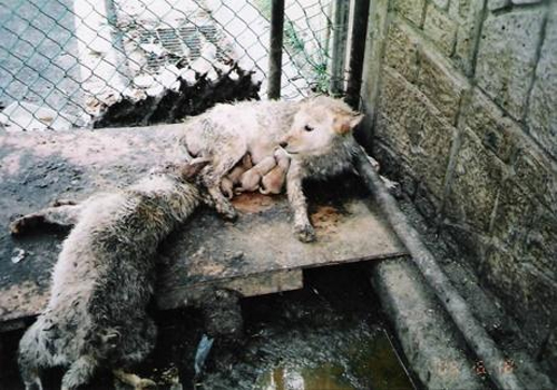 Animal rights advocate says: “Korea Should Stop Eating Man’s Best Friends” 6 3165 20060325162145