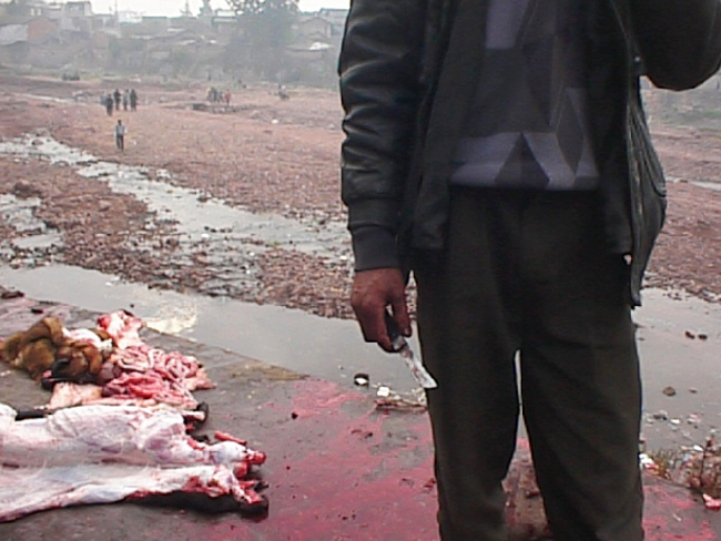 Animal rights advocate says: “Korea Should Stop Eating Man’s Best Friends” 5 3165 20060325162202