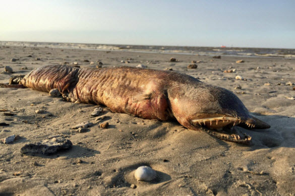Hurricane Harvey washes ashore Deepwater Monster in Texas 1 UYUwluj