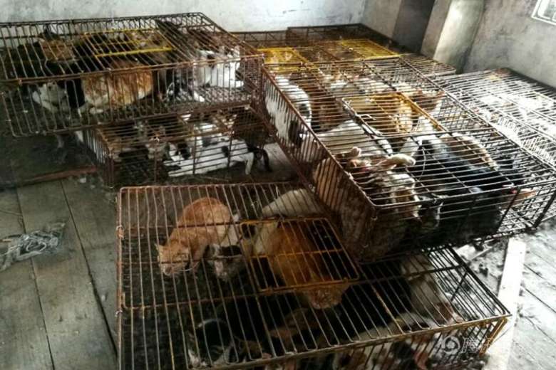 500 Pet Cats saved from Being on Restaurant Menus in China 2 Xwqldzu
