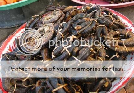 Traditional Chinese Dish, Specialties, Cousine 14 travel snake