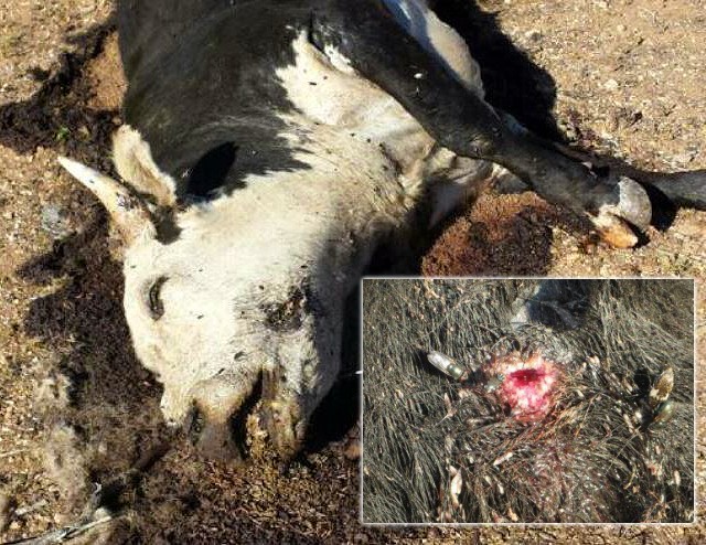 Bundy Family Unearths BLM Mass Cattle Grave 2 cattleslaughterBundy