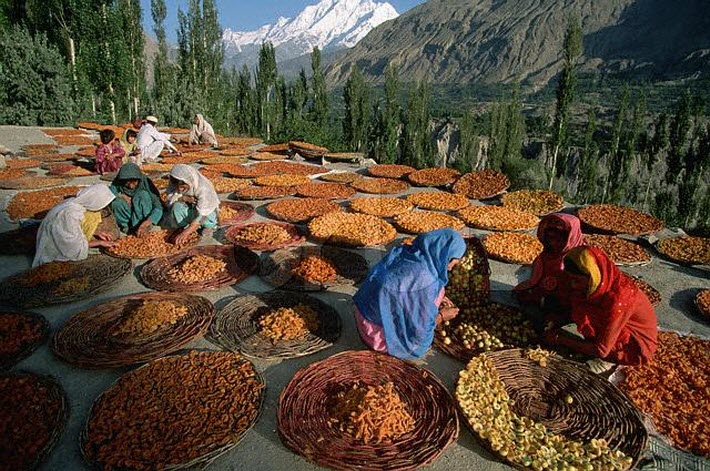 Have No Fear, Cancer Treatment is Finally Here! 4 Hunza apricots