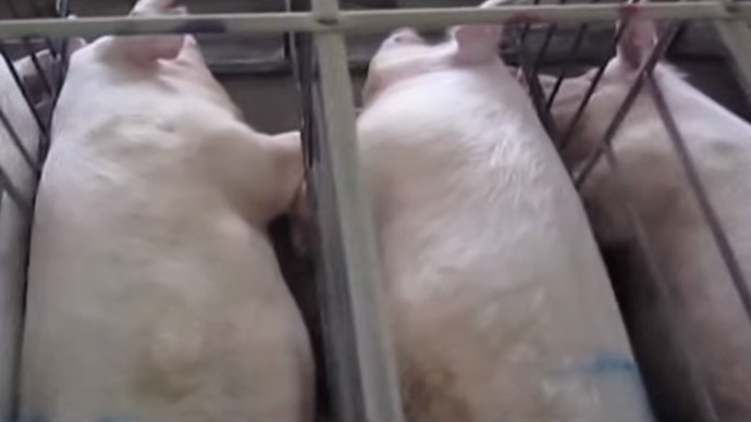 Pork farms busted spraying pig poop into air 3 5464575