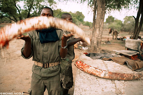 Zimbabwe Lawlessness destruction of wildlife 1