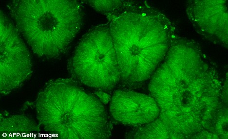 Scientists get closer to real-life Jurassic Park after extracting DNA from fossilised eggshells 3 article 0 08A5EBAB000005DC