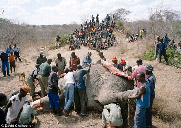 In Mugabe’s Zimbabwe, people eat Elephant meat, even raw 4 elephant