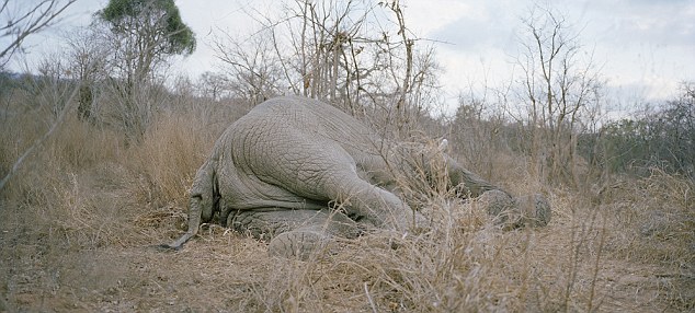 In Mugabe’s Zimbabwe, people eat Elephant meat, even raw 1 Fallen giant: The corpse of the bull elephant lies undisturbed in deep scrubland in Gonarezhou National Park