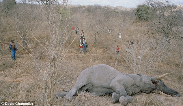 In Mugabe’s Zimbabwe, people eat Elephant meat, even raw 2 The desperate descend: Within minutes, starving villagers arrive at the carcass