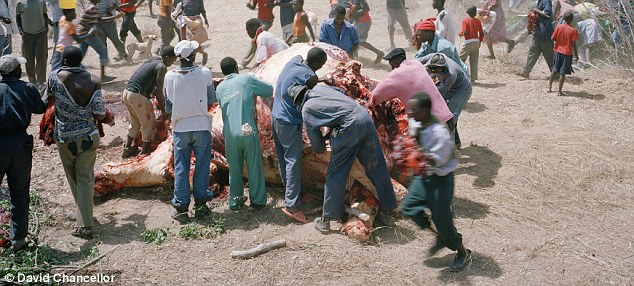 In Mugabe’s Zimbabwe, people eat Elephant meat, even raw 5 Brutally effective: Nothing goes to waste, with the skin, trunk and ears all removed