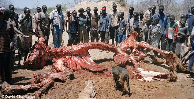 In Mugabe’s Zimbabwe, people eat Elephant meat, even raw 7 Stripped: After less than two hours, only bones remain. Even these will later be taken