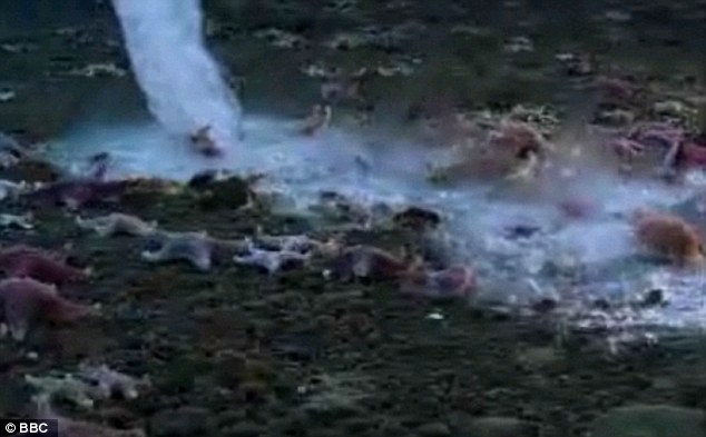 Strange Brinicle Beneath the sea in Antarctica, destroys everything in its path 5 article 2065401 0EEB9F6600000578