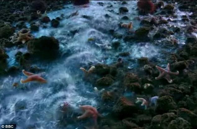 Strange Brinicle Beneath the sea in Antarctica, destroys everything in its path 6 article 2065401 0EEBA17C00000578
