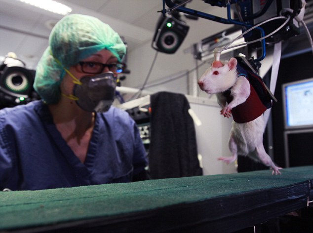 New Treatment enables Paralysed Animals to Walk Again, to be Tested on Humans soon 7 article 0 13622F6C000005DC