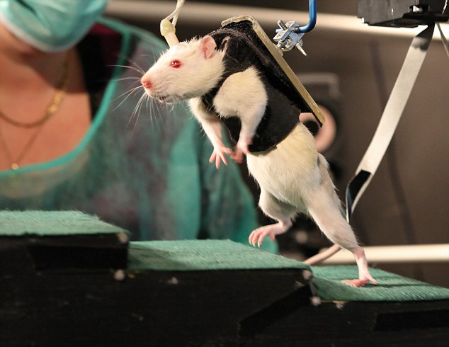 New Treatment enables Paralysed Animals to Walk Again, to be Tested on Humans soon 4 article 0 1362302C000005DC