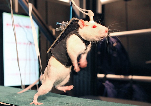 New Treatment enables Paralysed Animals to Walk Again, to be Tested on Humans soon 8 article 0 1362305C000005DC