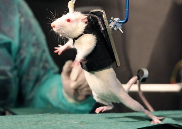 New Treatment enables Paralysed Animals to Walk Again, to be Tested on Humans soon 5 article 0 136230B1000005DC