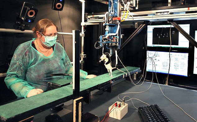 New Treatment enables Paralysed Animals to Walk Again, to be Tested on Humans soon 9 article 0 13623109000005DC