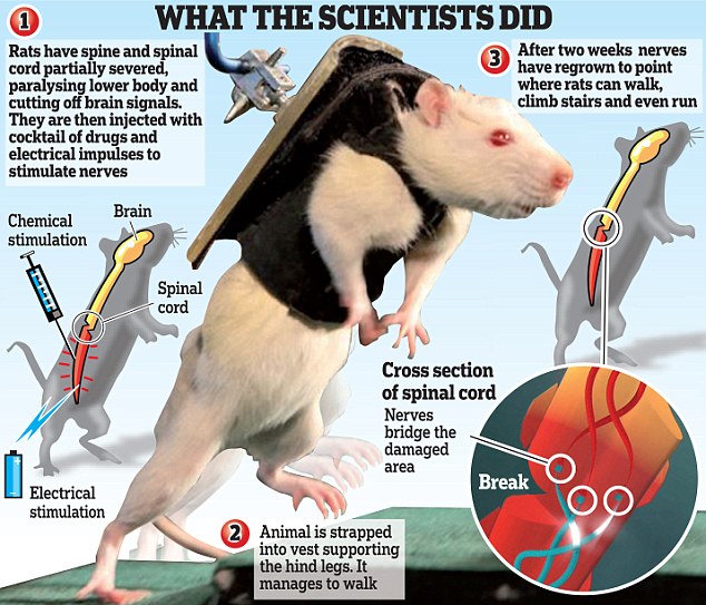 New Treatment enables Paralysed Animals to Walk Again, to be Tested on Humans soon 3 article 2152812 136405B6000005DC