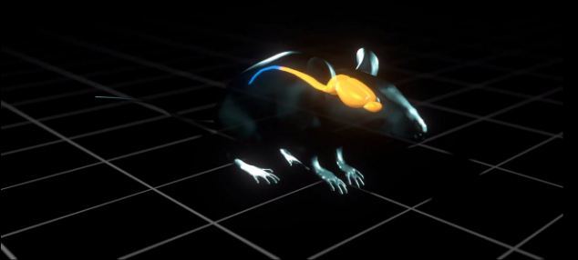 New Treatment enables Paralysed Animals to Walk Again, to be Tested on Humans soon 6 article 2280405 17A769A9000005DC