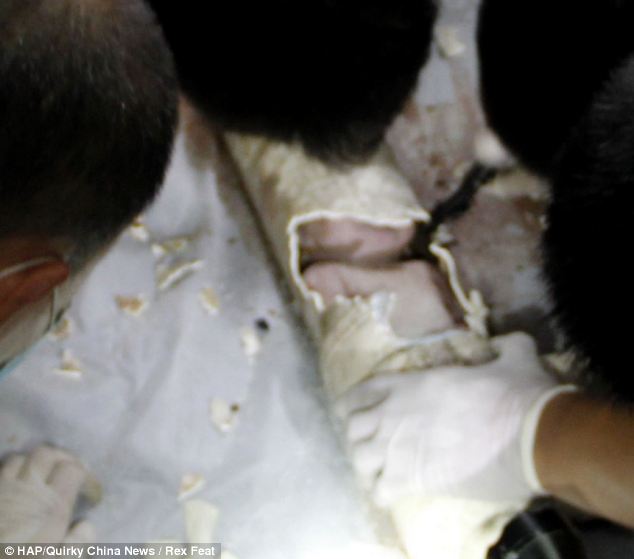 Chinese baby boy Rescuted after mother flushes him down the Toilet 8 article 2331941 1A08DE34000005DC