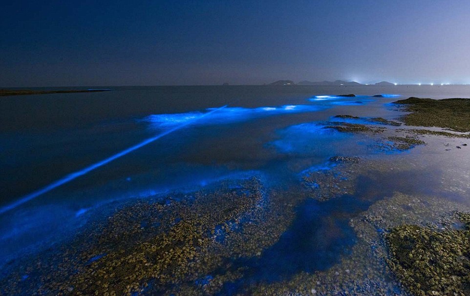 Chinese Majestic Sparkling Blue Waters Are in Fact a Pollution Issue 5 28AA2DB700000578 3082525 A spectacular phenomenon known as Sea Sparkle has appeared on th a 1 1431655064745